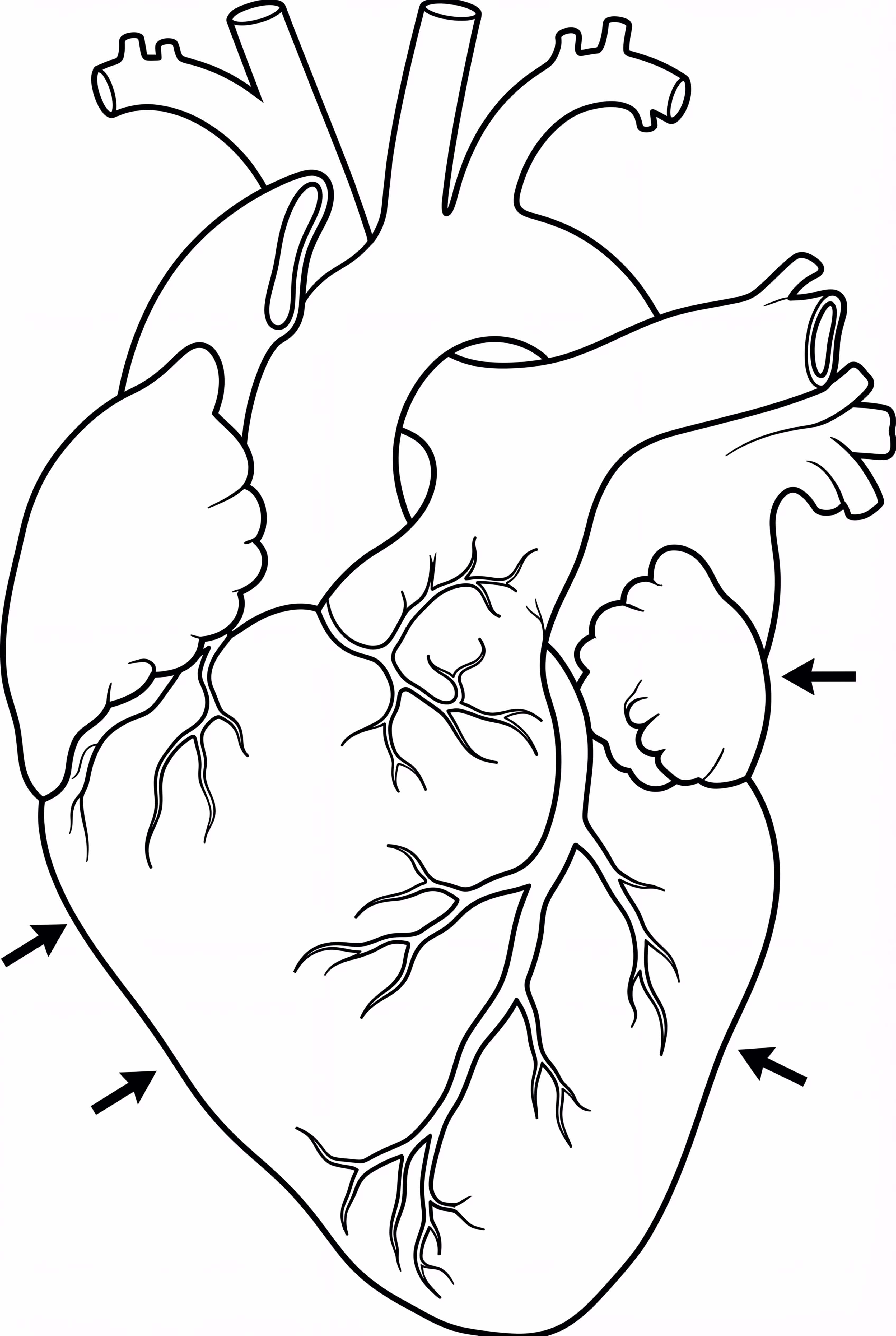 해부학적 심장 다이어그램
