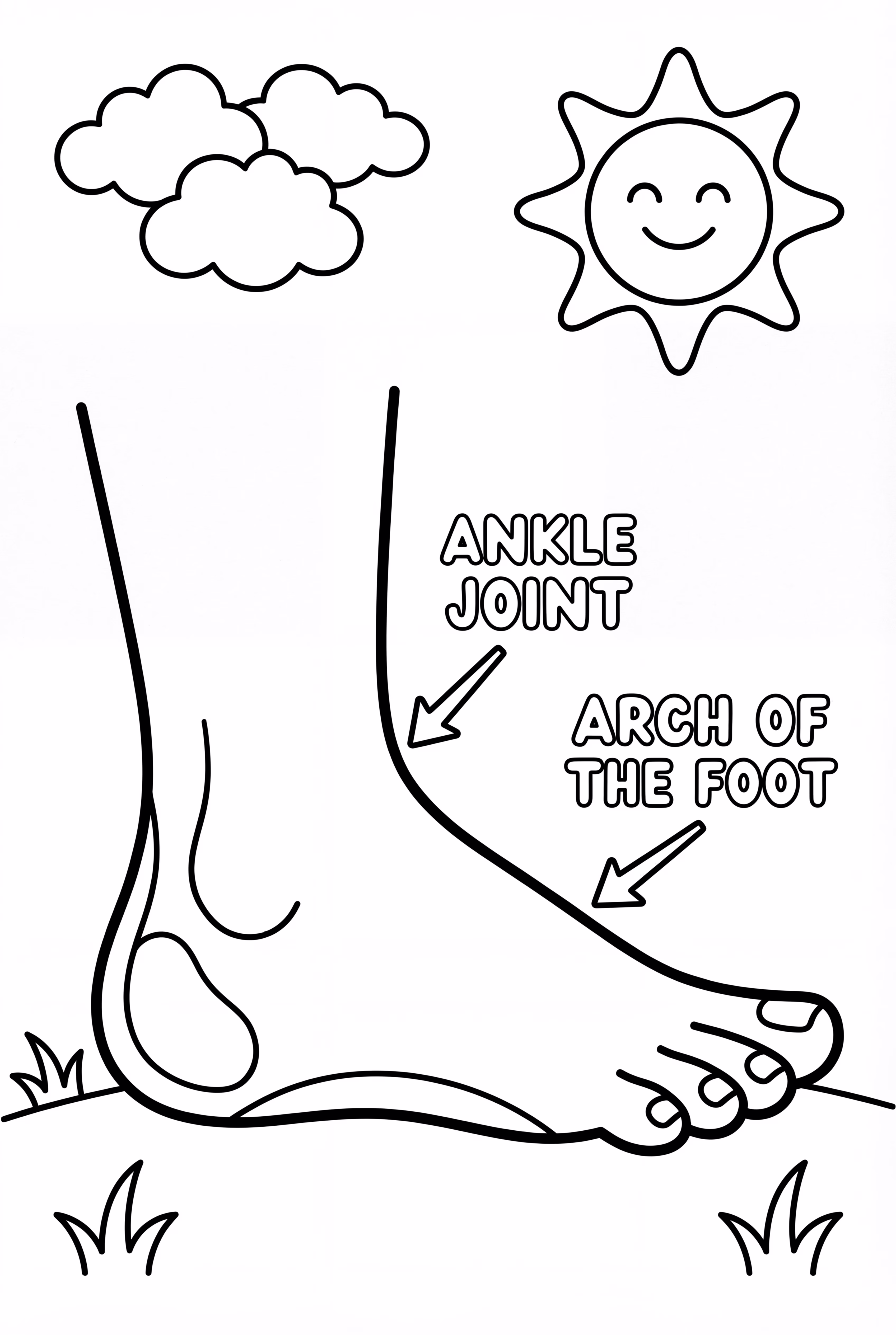 人体脚部解剖图