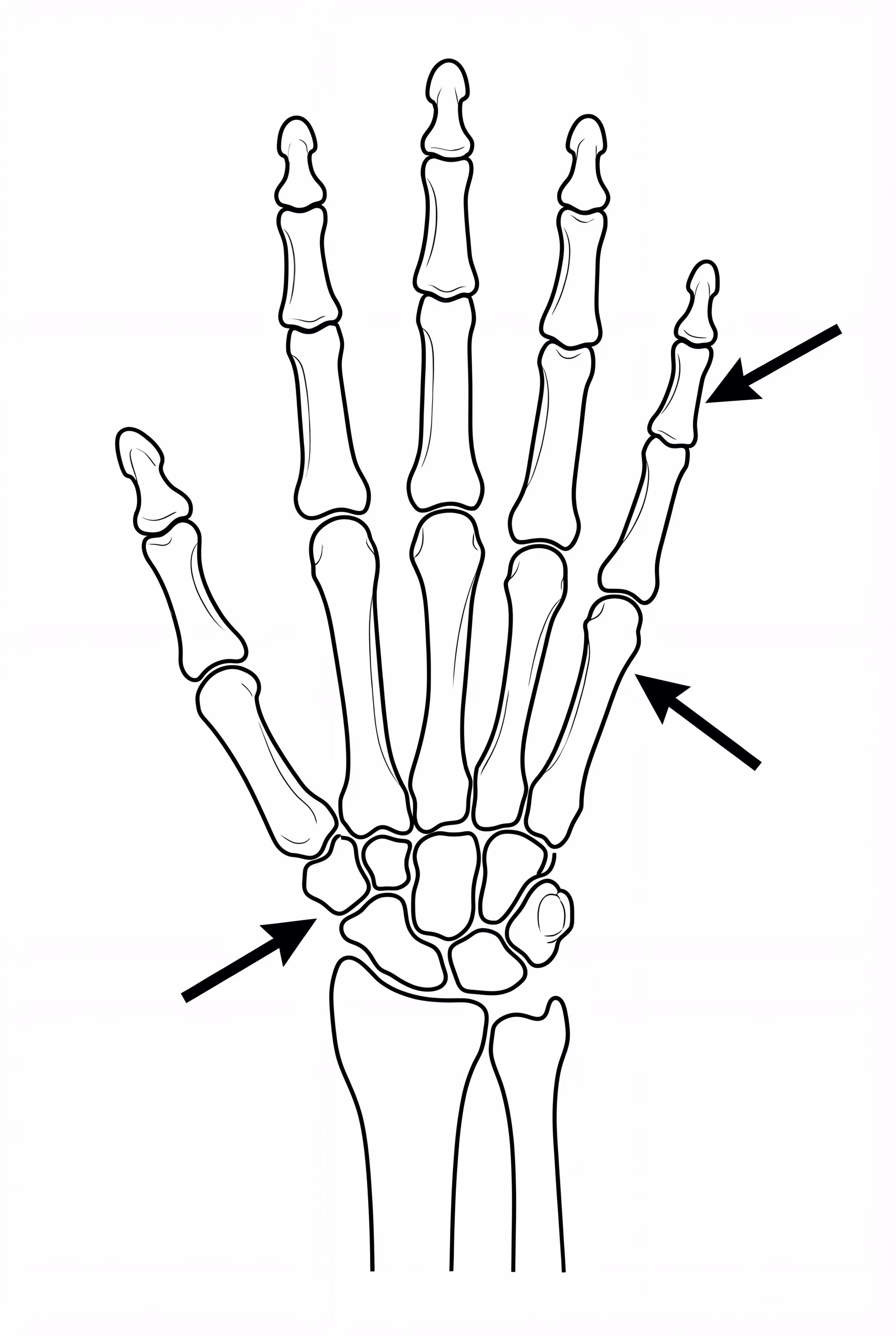 Anatomie de la main humaine