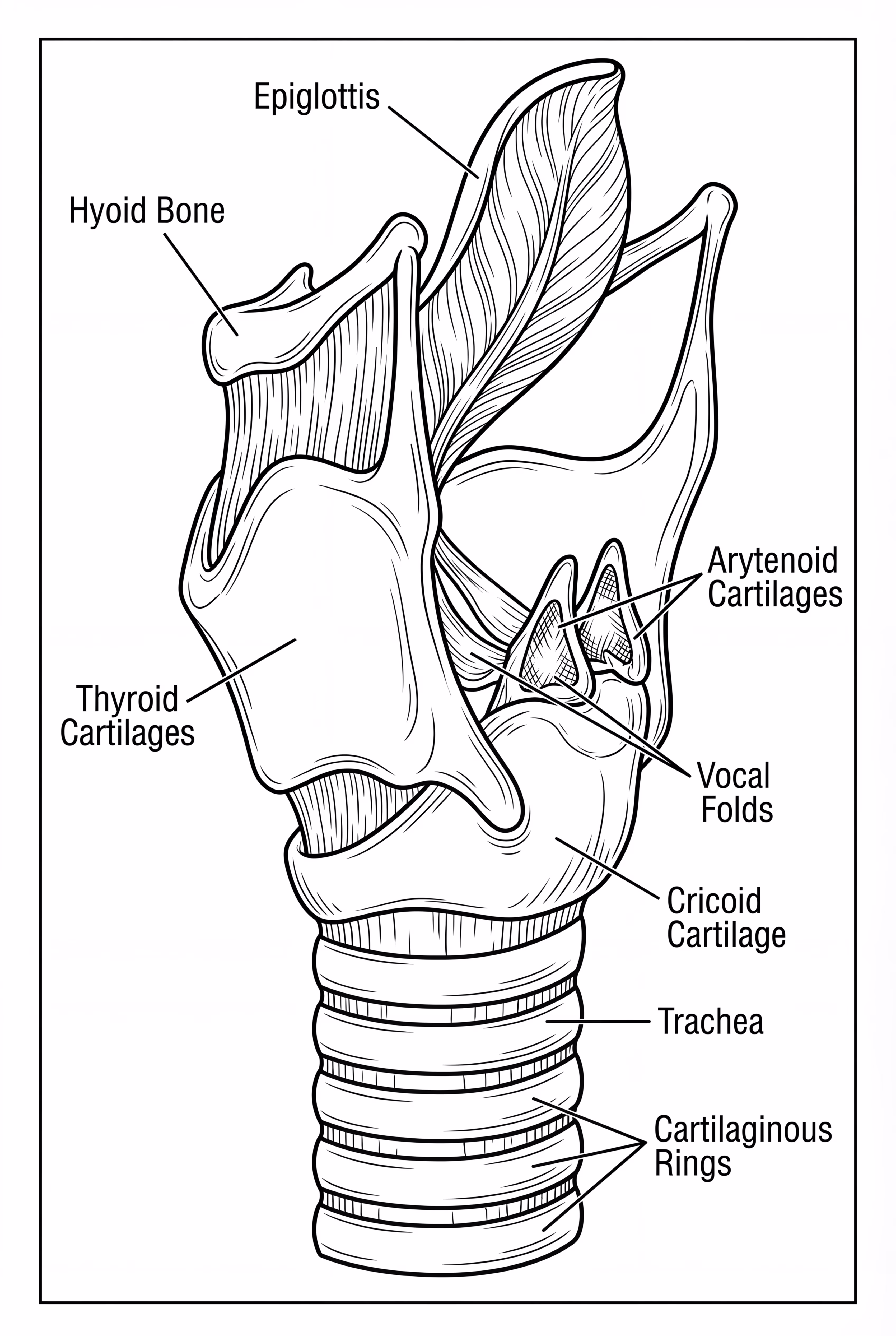 Anatomie du larynx et des cordes vocales