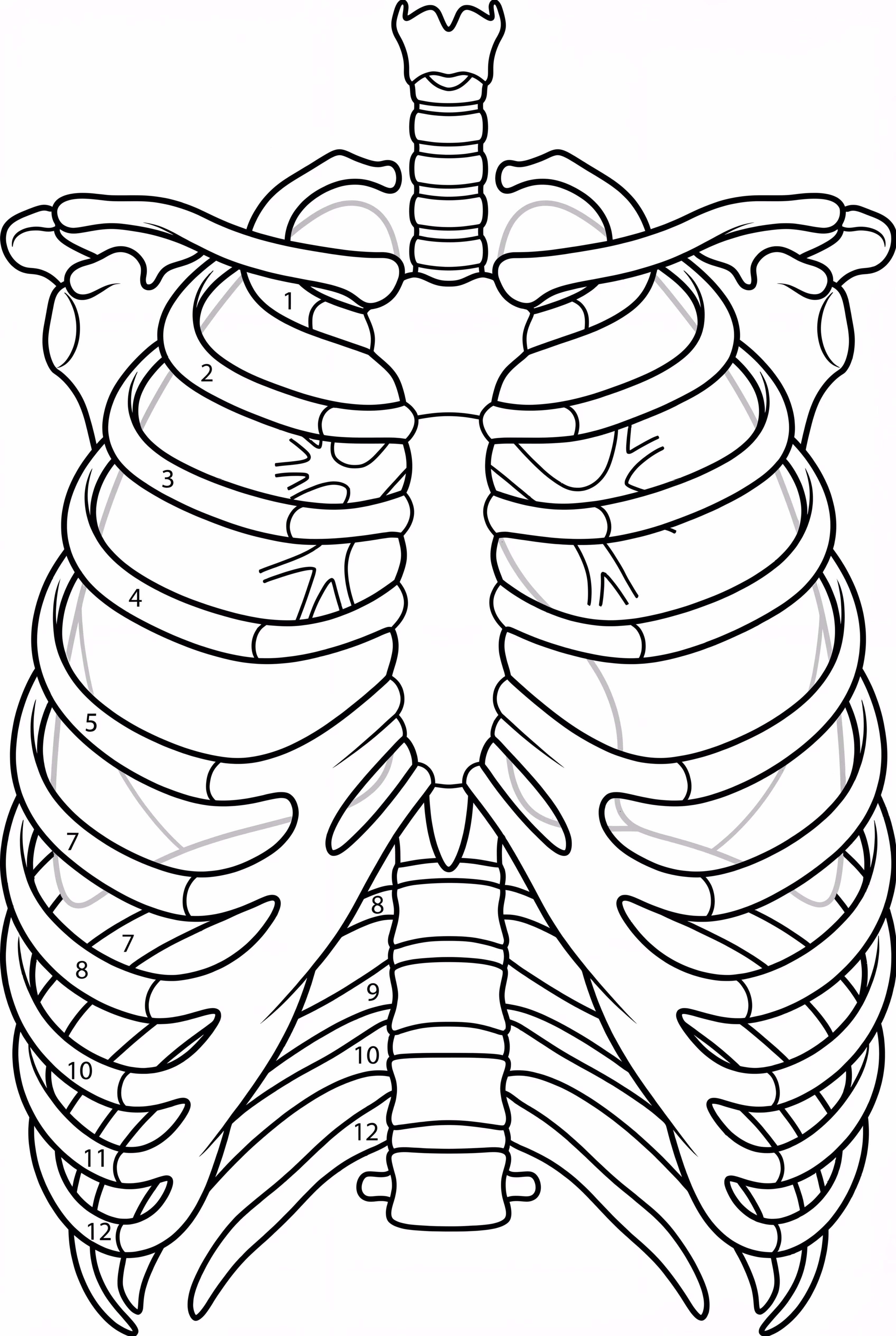 Anatomía de la Caja Torácica