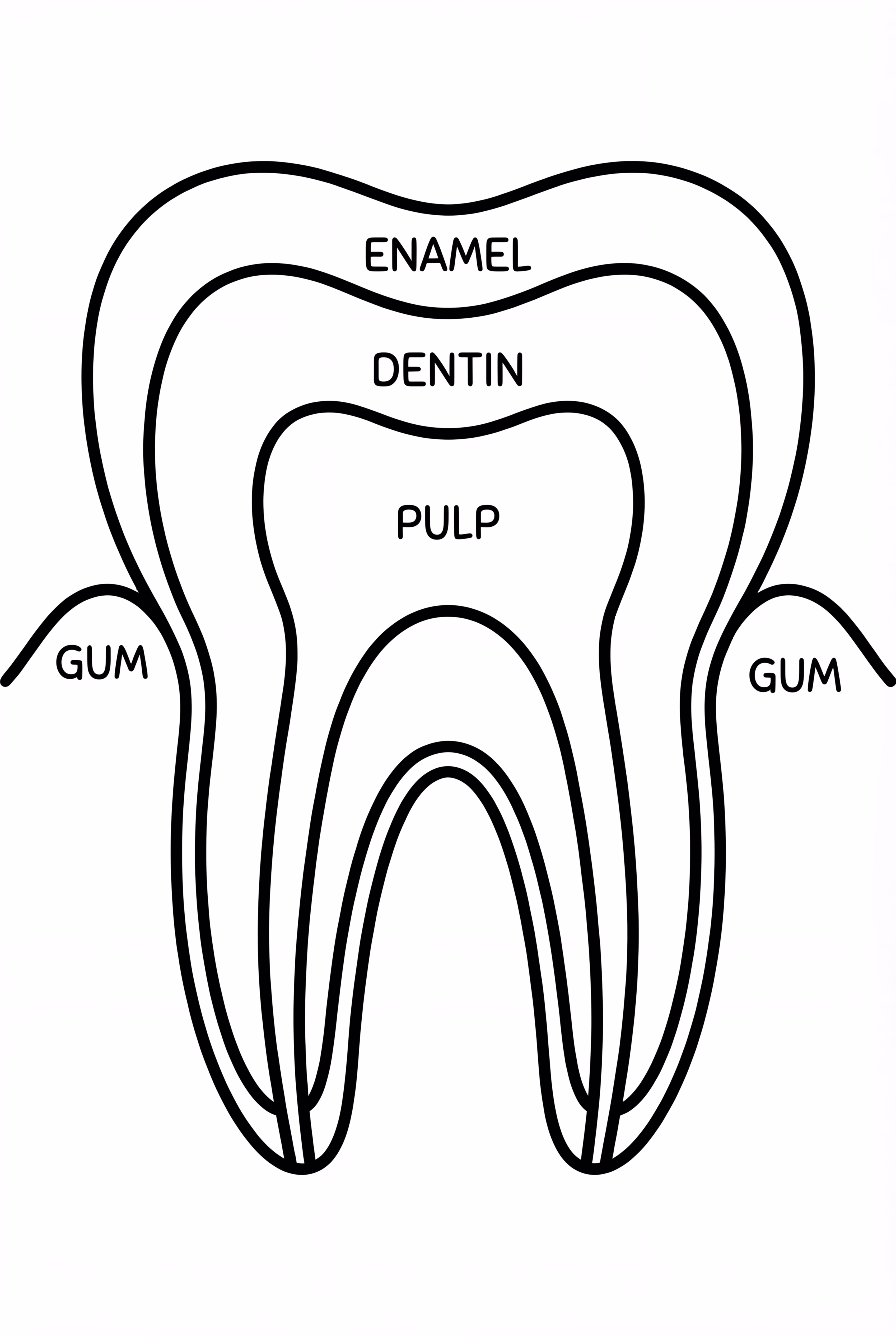 Simple Tooth Anatomy