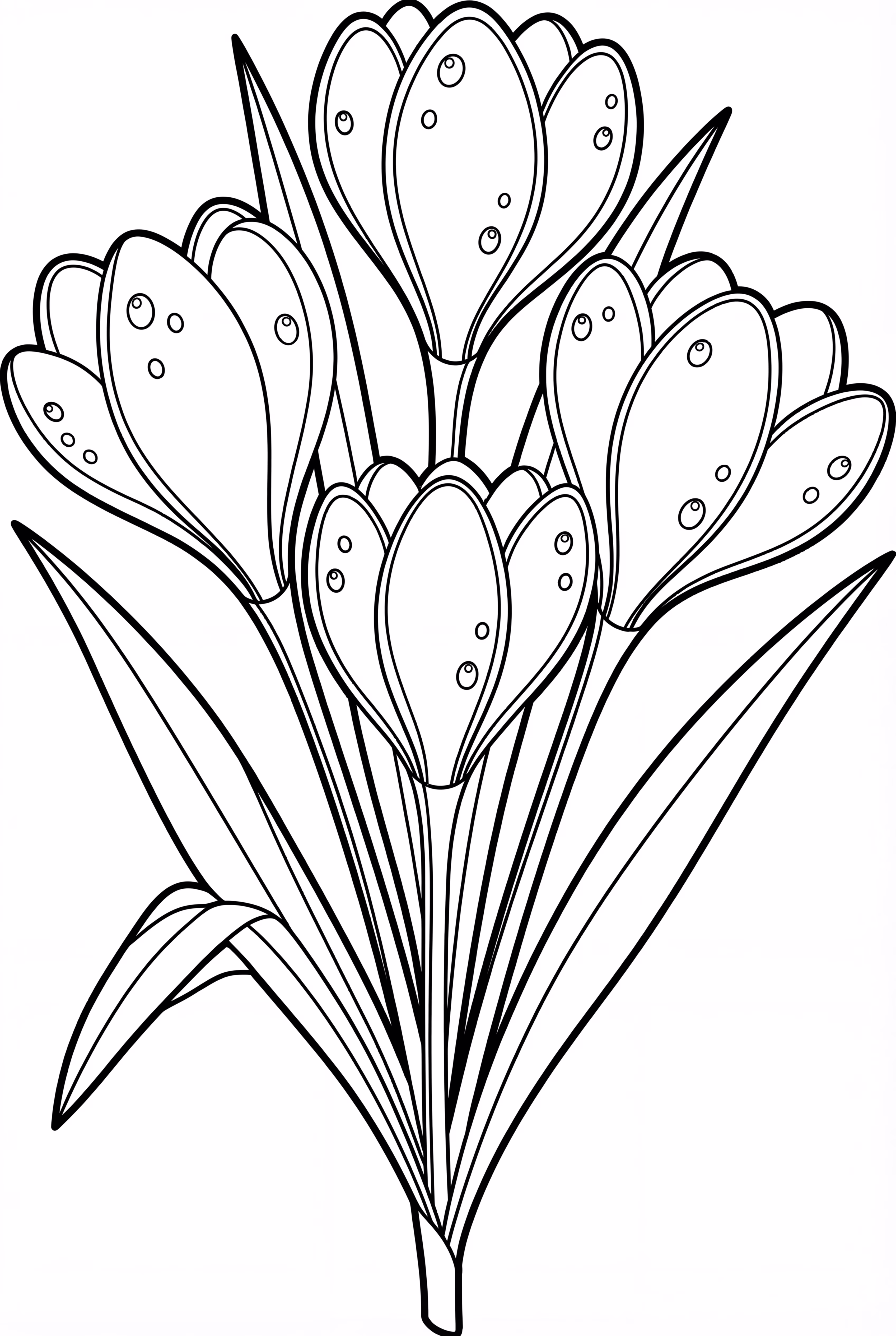 Cacho de Crocus de Primavera com Gotas de Orvalho